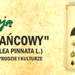 baner kłokoczka